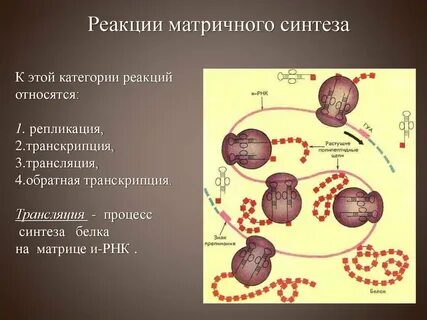 Реакции матричного типа