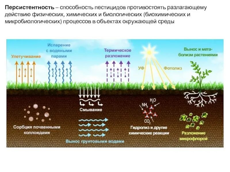 Поглощение воздуха водой. Микробиологические процессы в почве. Влияние пестицидов на окружающую среду схема. Пестициды в почве. Растения в почве.