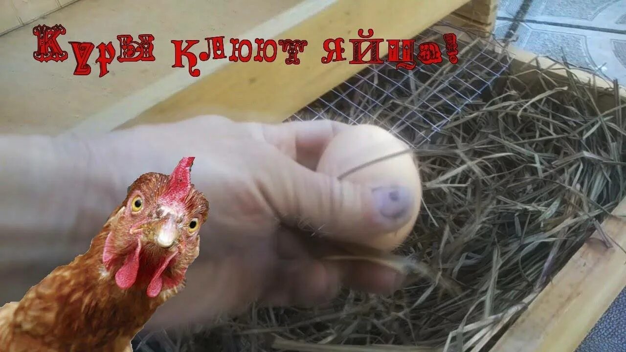 Как отучить курицу сидеть на яйцах