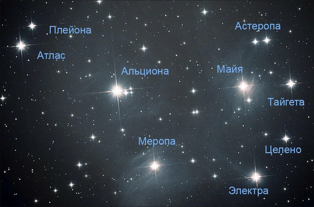 Созвездие звезды плейона. Звезда Альциона созвездия Плеяд. Альциона звезда в созвездии тельца. Семь сестер созвездия Плеяд. Плеяда звезд Ориона.