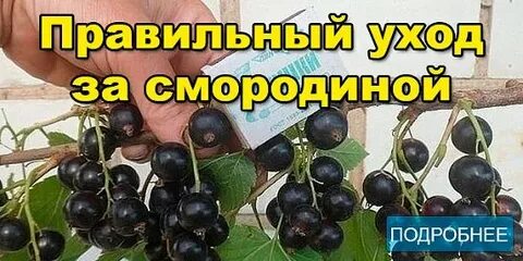 Давай смородину