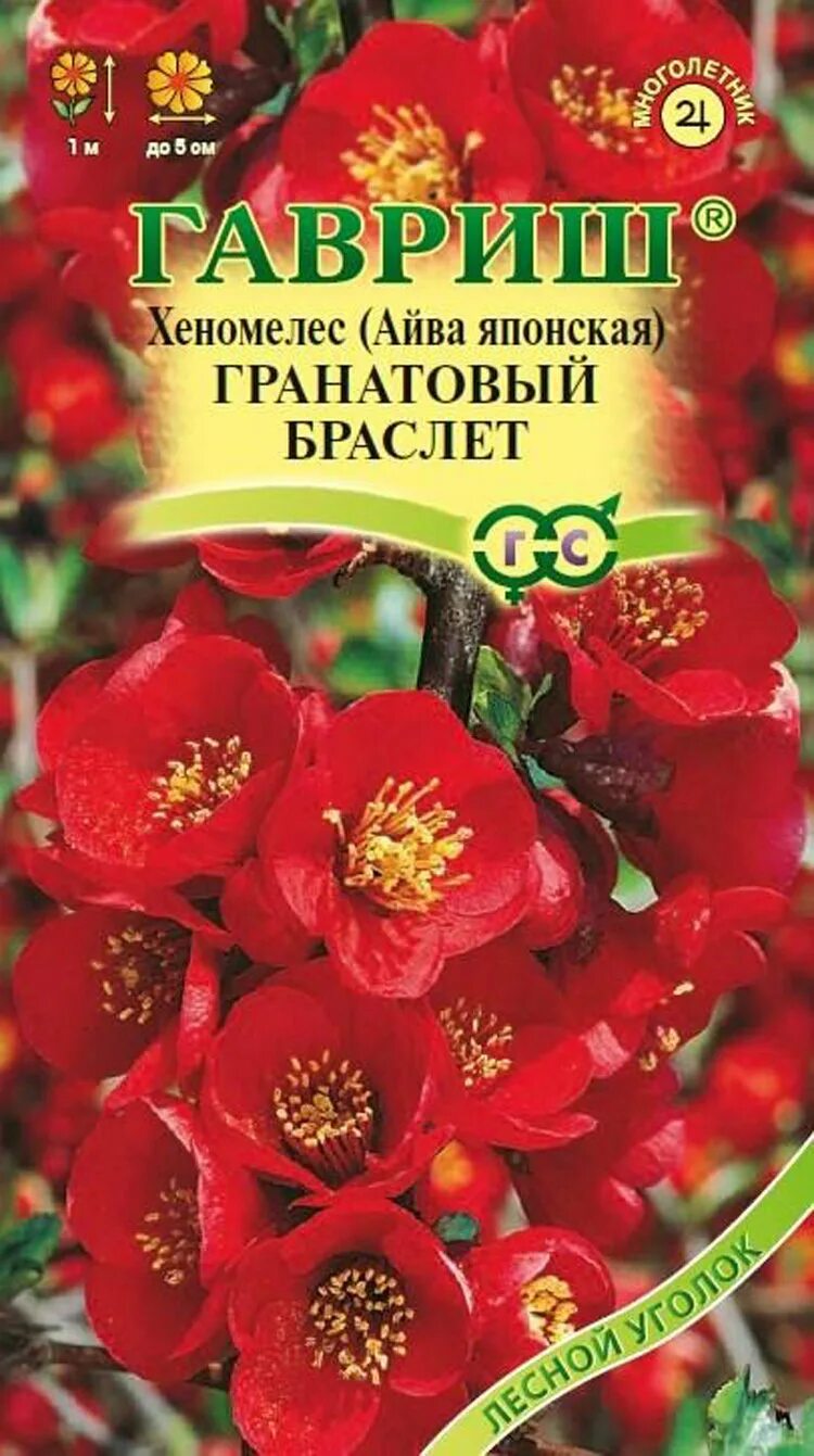 Семена айвы. Айва с семенами. Семена айвы. Хеномелес катаянский. Айва хеномелес куст.