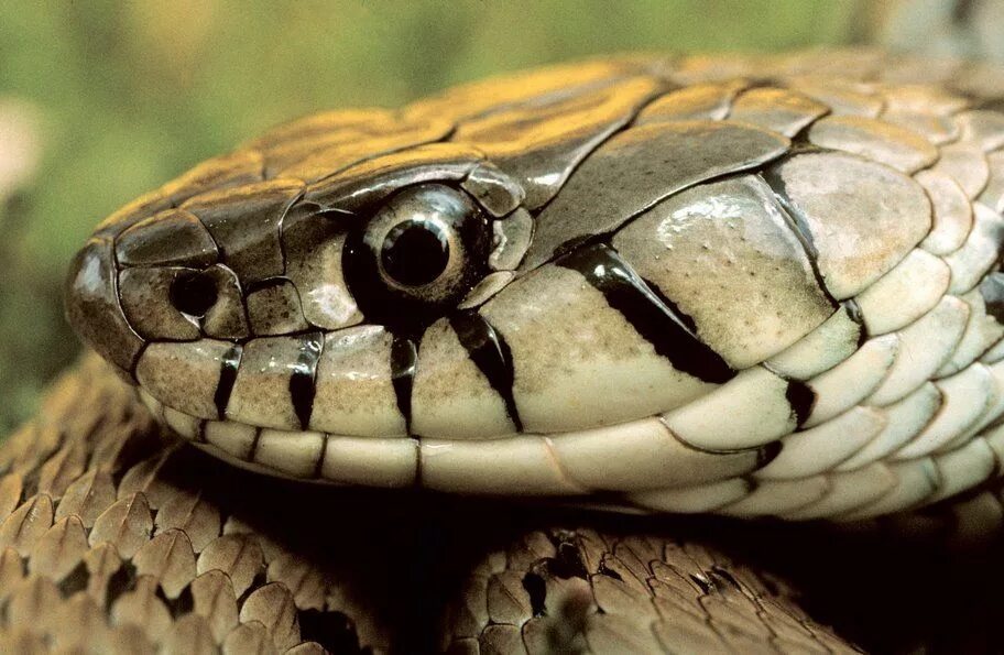 Pin on змеи, ящерки, драконы Snake, Reptilia, Animals