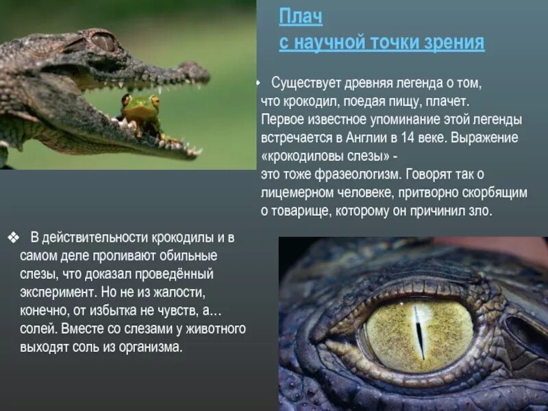 Крокодилы презентация. Интересные крокодилы. Интересные факты о крокодилах. Миф о крокодиле.