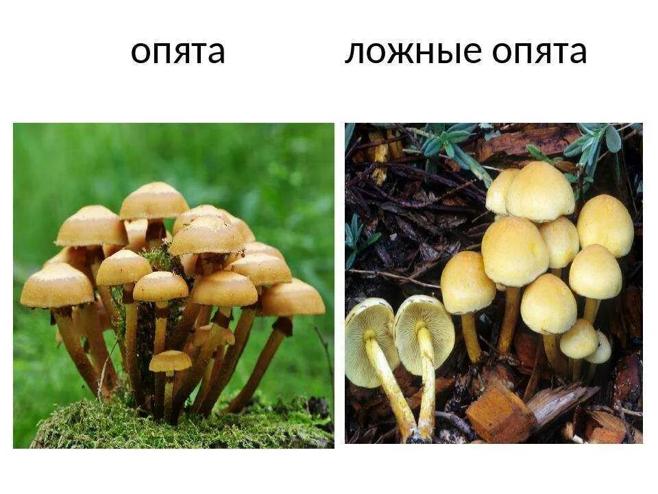 Отличить опенок