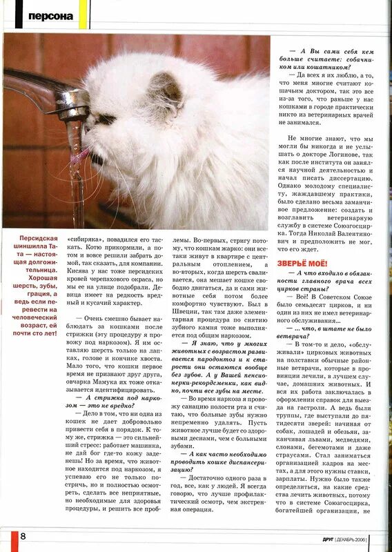 Как понять что кошке жарко. Что делать если кошке жарко. кот из персоны.