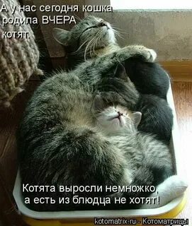 Котята выросли немножко а есть из блюдца