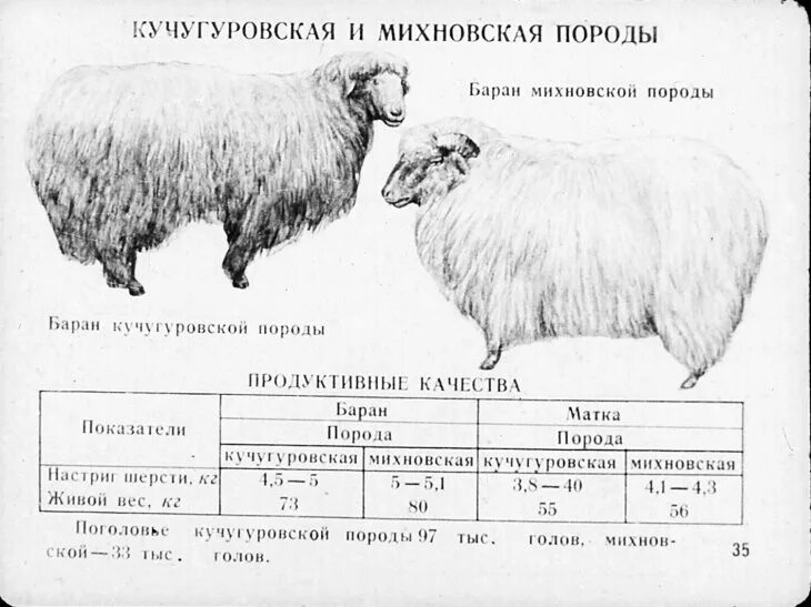 Характеристика пород овец таблица. Породы овец таблица. Мясные породы овец таблица. Основные породы овец. Сколько вес барана
