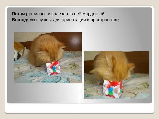 Почему кошка лезет в лицо. Почему кошка лезет в лицо