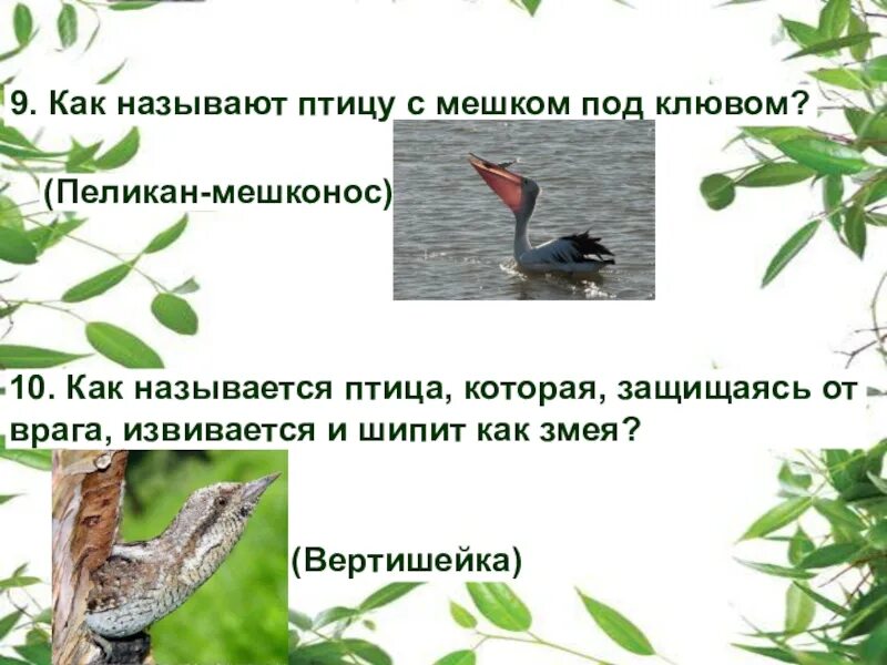 Как зовут птицу которая