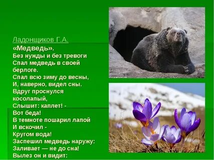 Без нужды и без тревоги спал медведь