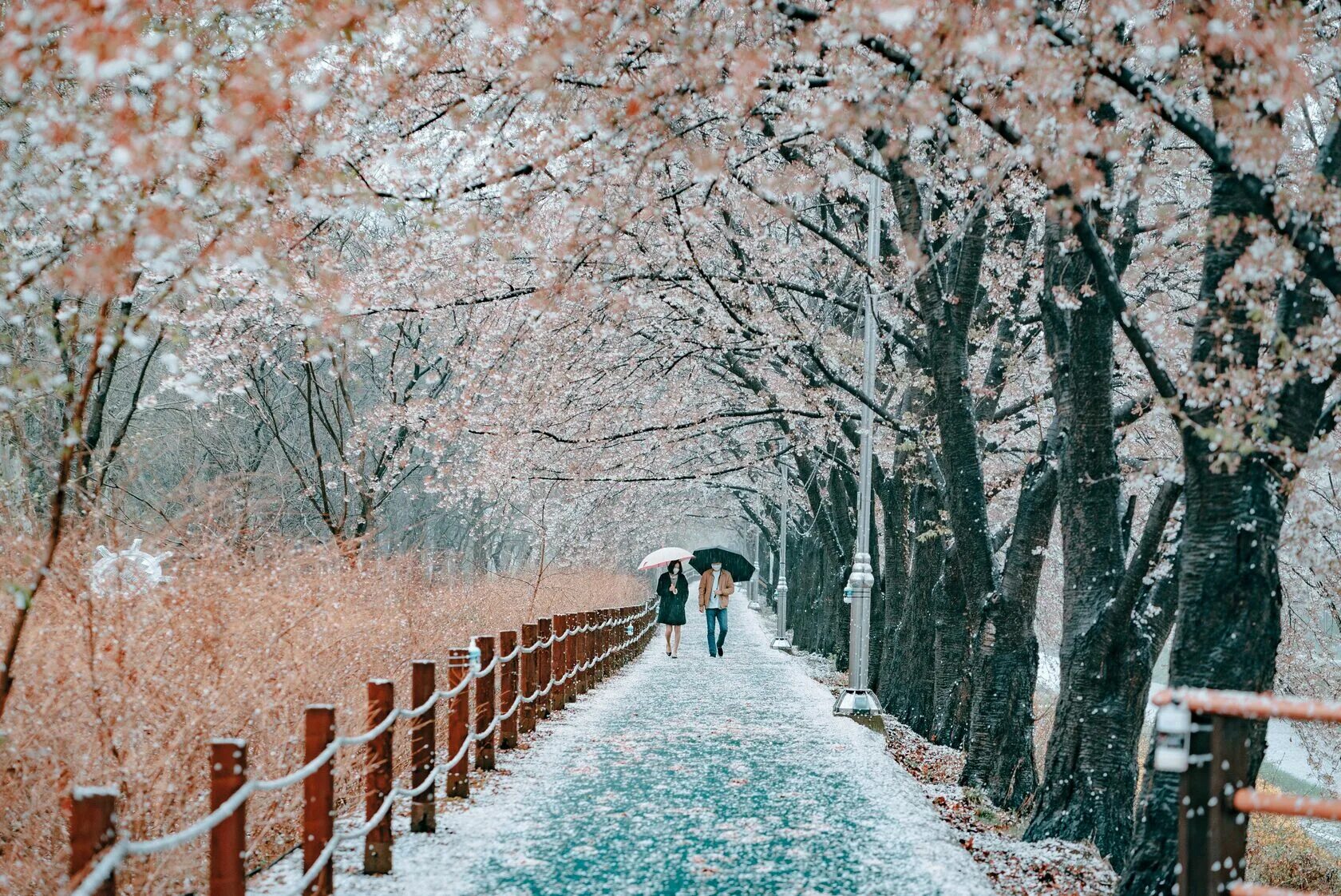 Blossom 2023. Зима в Корее. Южная Корея зимой. Зима в Южной Корее. Южная Корея природа зимой.