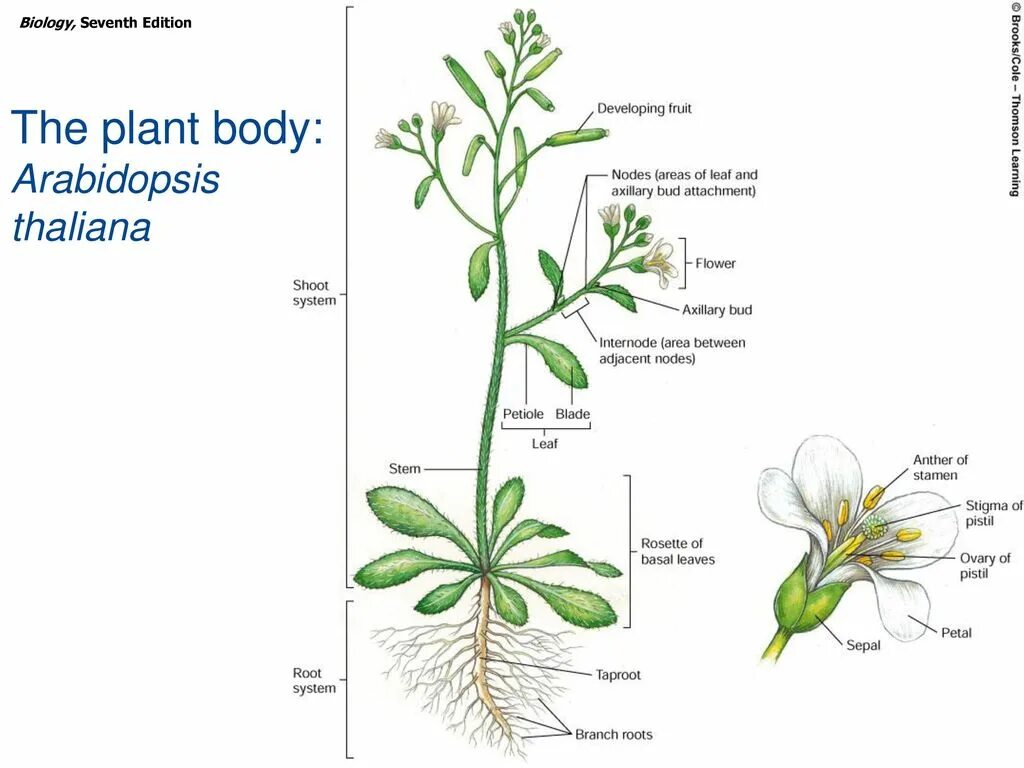 Arabidopsis thaliana плод. Арабидопсис морфология. Plant Biology Plant structure. Рисунок растения арабидопсис.