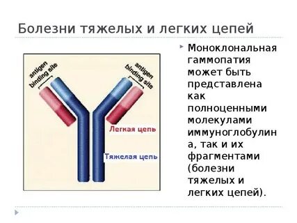 Иммуноглобулин каппа и лямбда