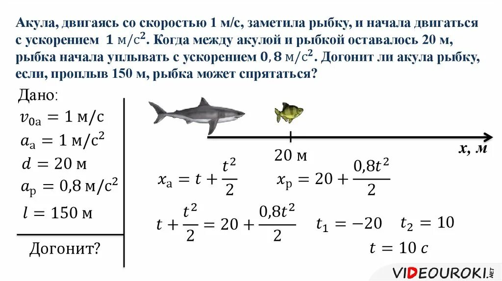 Задачи на движение с ускорением. Акула скорость км/ч. Задачи с рыбами и акулами. Задачи на тему ускорение 10 класс. Скорость черепахи метров в минуту