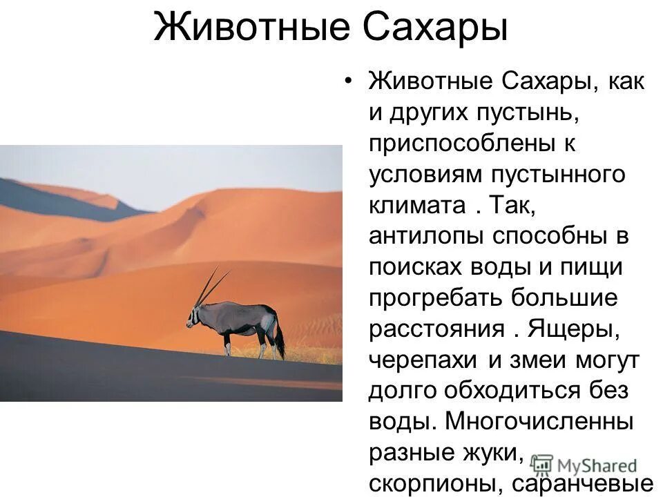 приспособления животных к жизни в пустыне. как приспособились животные пустыни к климату. как животные приспособились к жизни в пустыне. приспособлено пустыни животных и растений. адаптации животных в пустые.