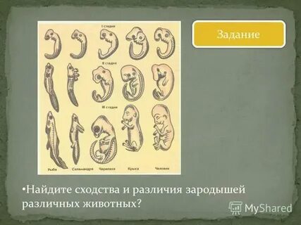Черты сходства зародышей человека и зародыша свиньи