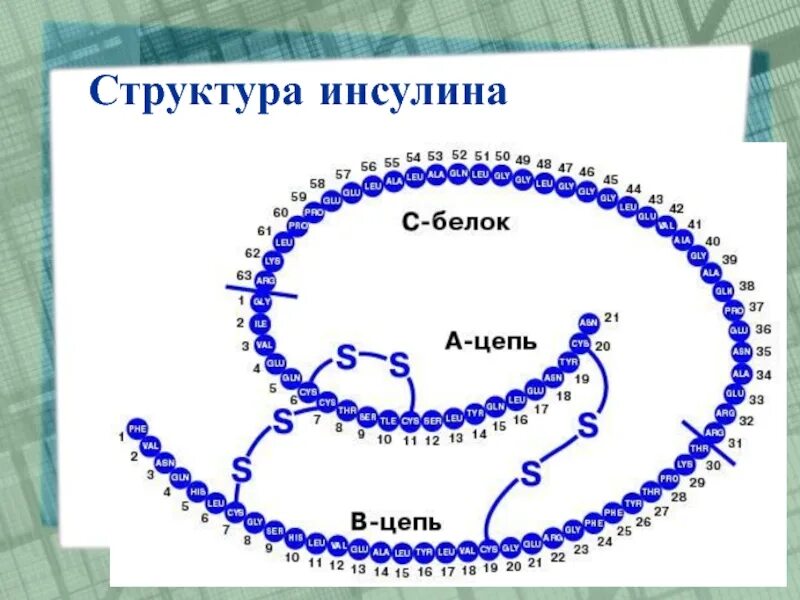 Цепочка белка