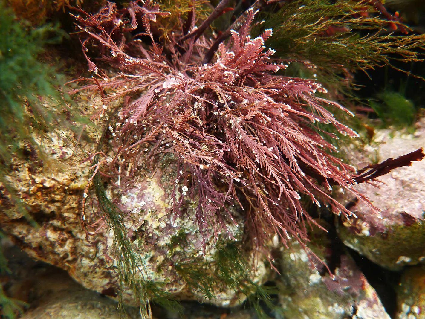 Красная водоросль Кораллина (corallina officinalis). Коралина водоросль. Филлофора водоросль. Литотамнион водоросли. 3 названия водорослей