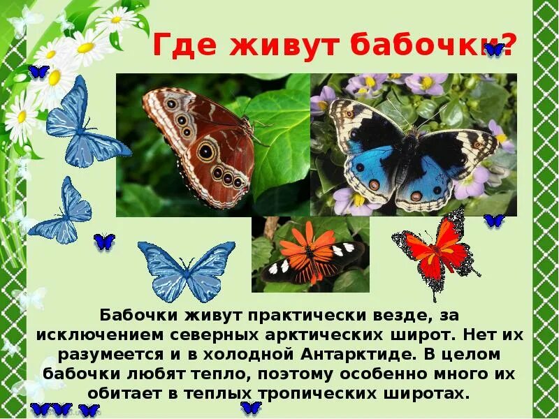 Покажи где бабочка. Где живут бабочки. Бабочка где обитает чем питается. Обитание бабочек. Где живут бабочки в природе для детей.