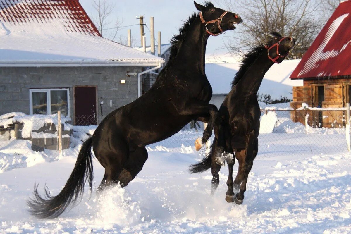 Лошади зимой. Лошади в снегу. Лошади дерутся. Фото с лошадью зимой.
