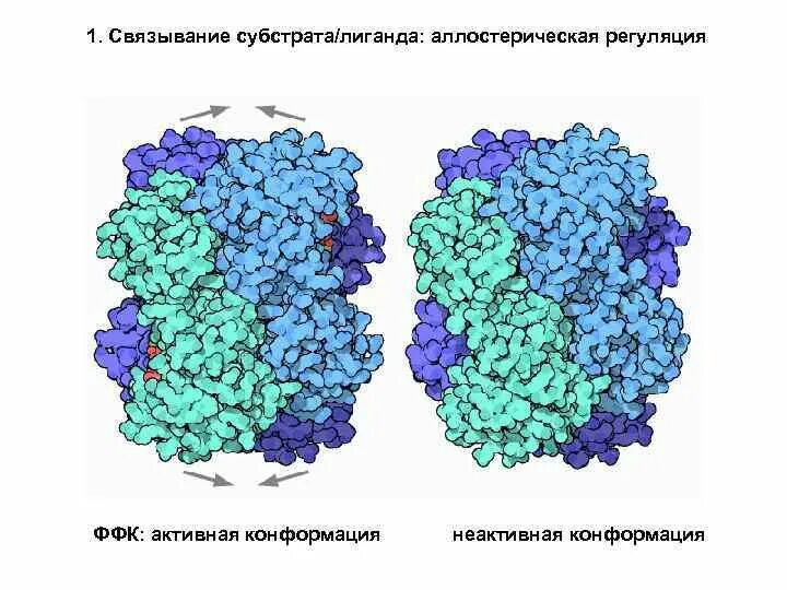 Конформация фермента. ЛИАЗЫ ферменты. Конформации гемоглобина. Конформация фермента это. Аллостерические лиганды.