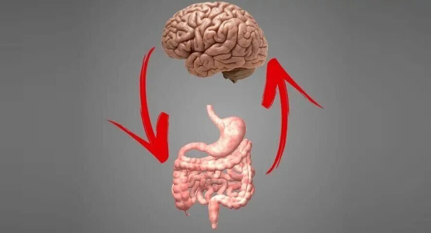 Кишечник и мозг. Мозг жкт. Кишечник и мозг. Кишечник и мозг. Мозг жкт.