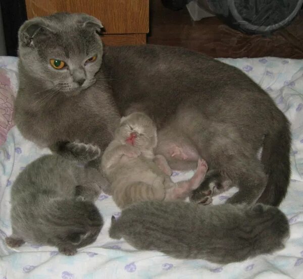 Во сколько месяцев кошки начинают. Шотландские котята после рождения. Кошки вынашивают котят. Родившиеся котята шотландский вислоухий. Недельные котята.