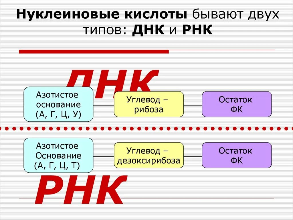 Структура нуклеиновых кислот днк. Строение нуклеиновых кислот ДНК И РНК. Нуклеиновые кислоты бывают двух видов. 2 Типа нуклеиновых кислот. Существует два типа нуклеиновых кислот: ДНК И РНК.