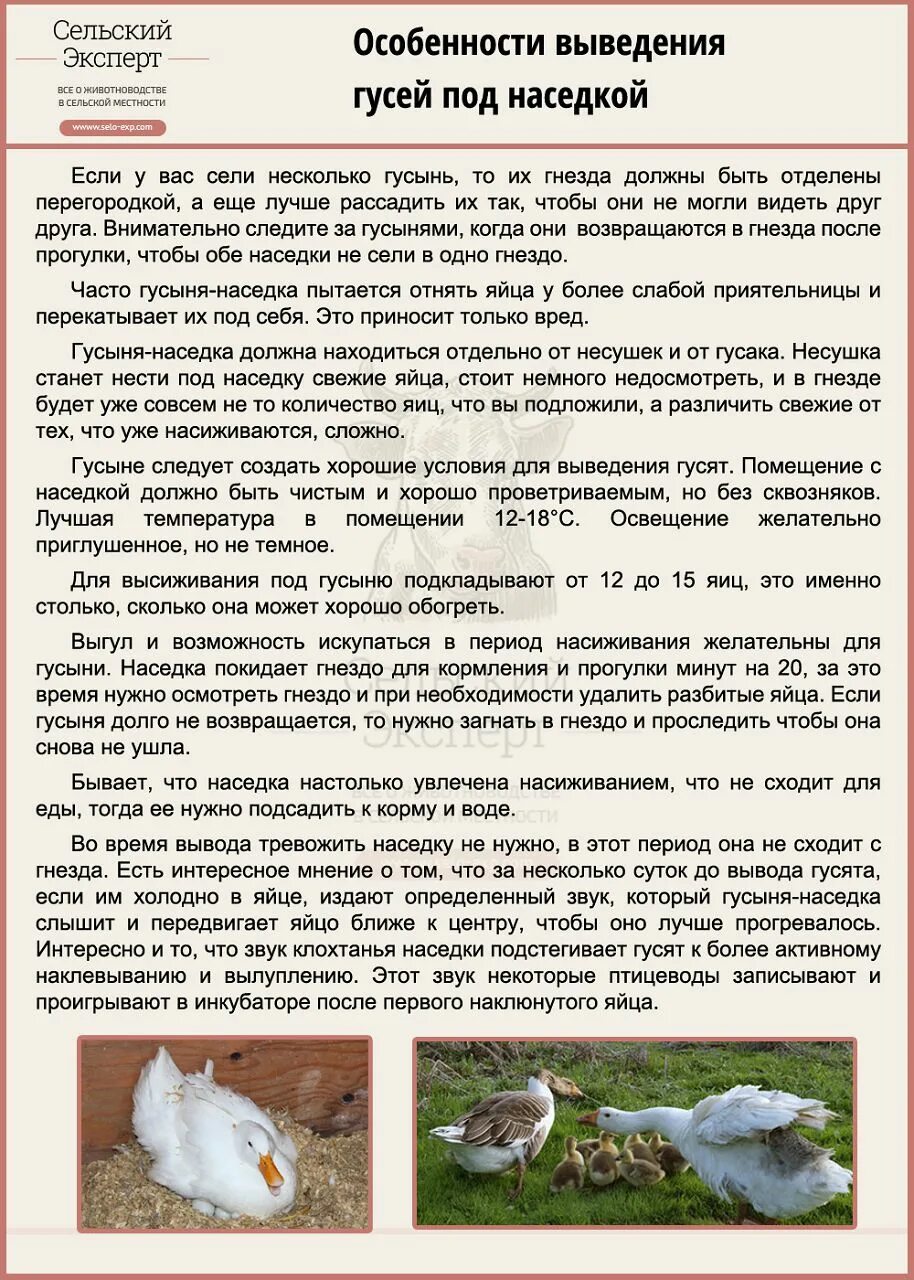 Сколько высиживать гусей. Гусыня высиживает гусят. Размножение гусей. Сколько высиживать гусей. Гусыня высиживает гусят.