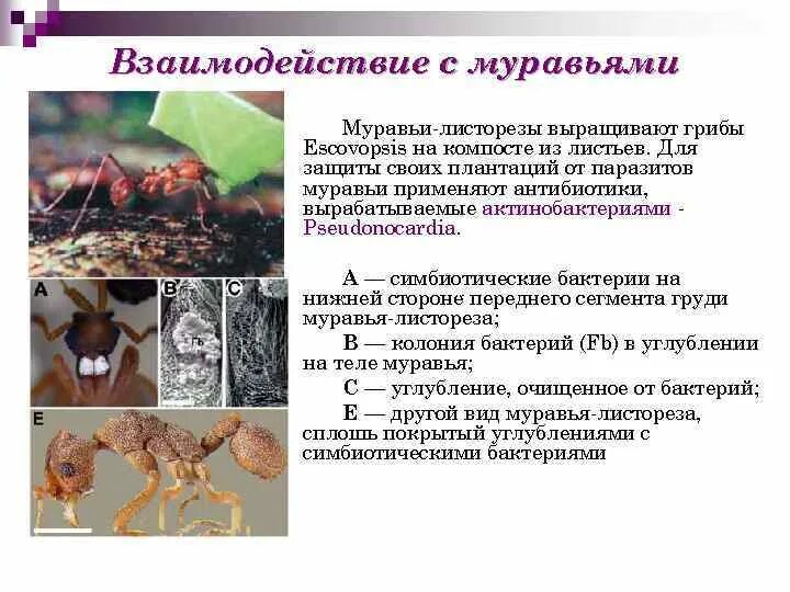 Какого цвета грибы которые выращивают листорез. Какого цвета грибы которые выращивают листорез