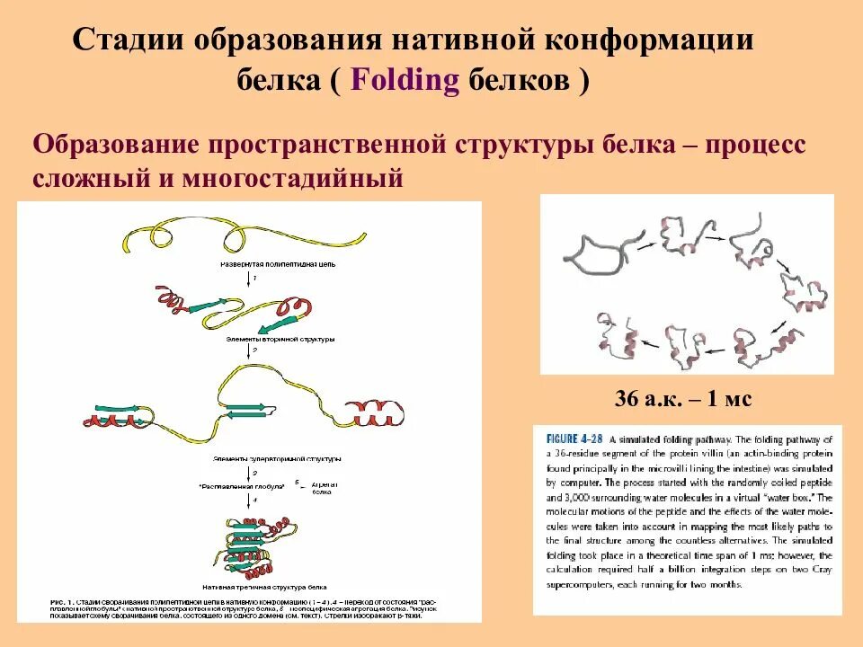 Образование белков. Этапы формирования нативной структуры белка. Нативная структура белка фолдинг. . Этапы формирования пространственной структуры белка. Конформация третичной структуры белка.