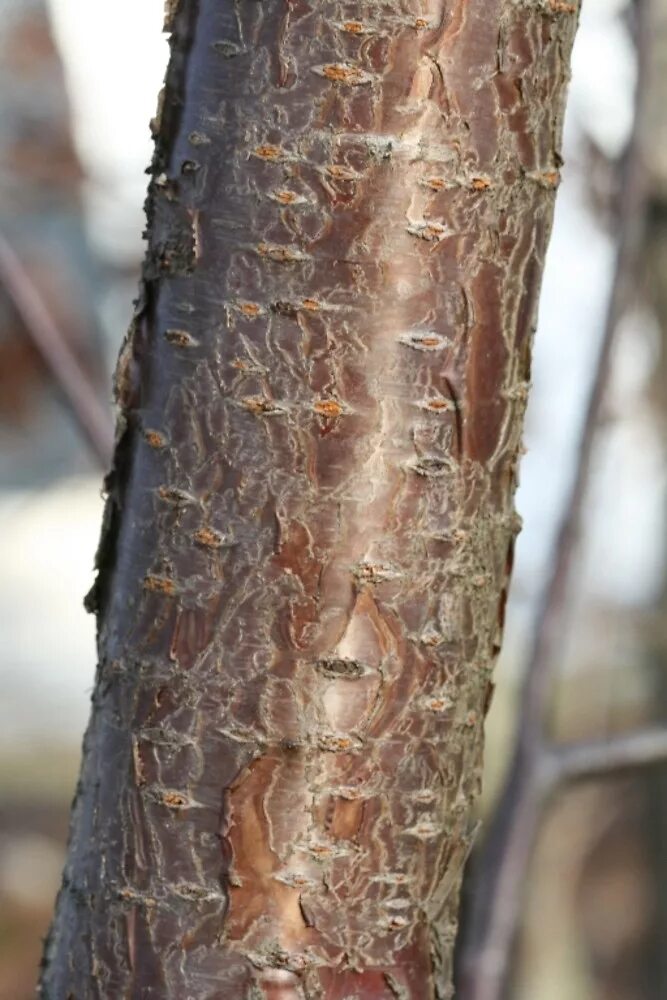Трещина коры. Prunus pensylvanica.