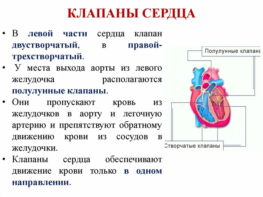 Название крови в правой части сердца. Клапаны сердца и их функции. Внутреннее строение сердца клапаны. Функции клапанов сердца. Клапаны сердца человека строение и функции таблица.