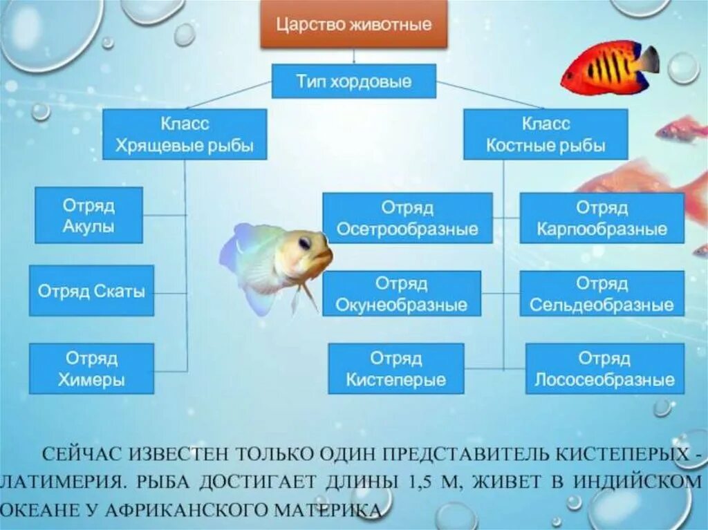 Характеристика классов рыб таблица. Классификация костных рыб 7 класс. Систематика класса костные рыбы. Классификация костных рыб схема. Хрящевые рыбы классификация схема.