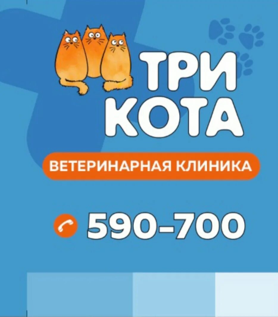 Ветклиника три кота электрогорск. Три кота ветклиника томск. Ветклиника три кота электрогорск. Ветклиника три кота электрогорск. Ветклиника три кота электрогорск.
