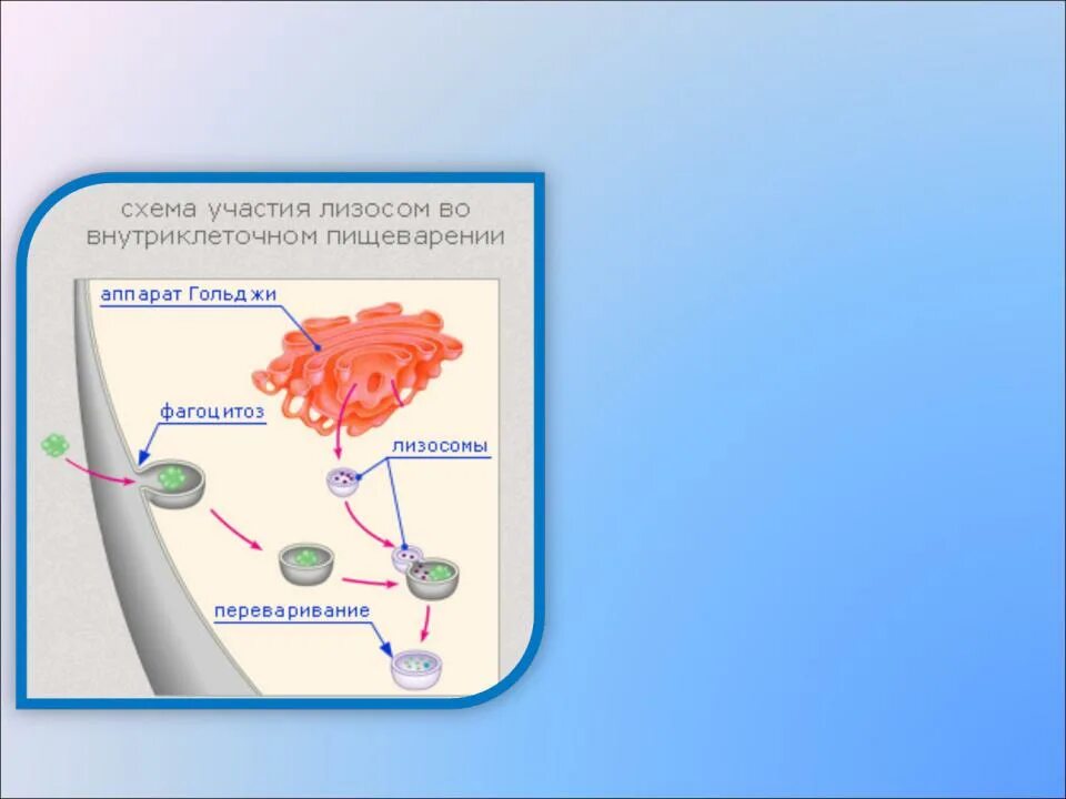 Лизосома функции органоида. Функции органиодов лизосом. Строение органоида лизосомы. Функции лизосом переваривание. Объект лизосома центриоль процесс внутриклеточное пищеварение
