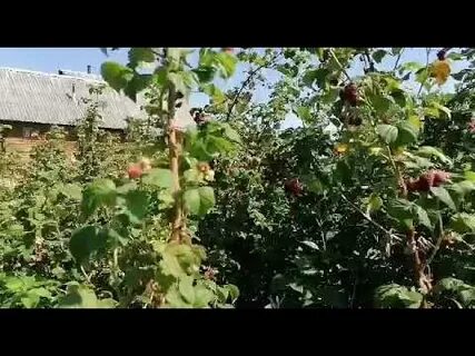 Ягода малинка крутит головой залетает в топ