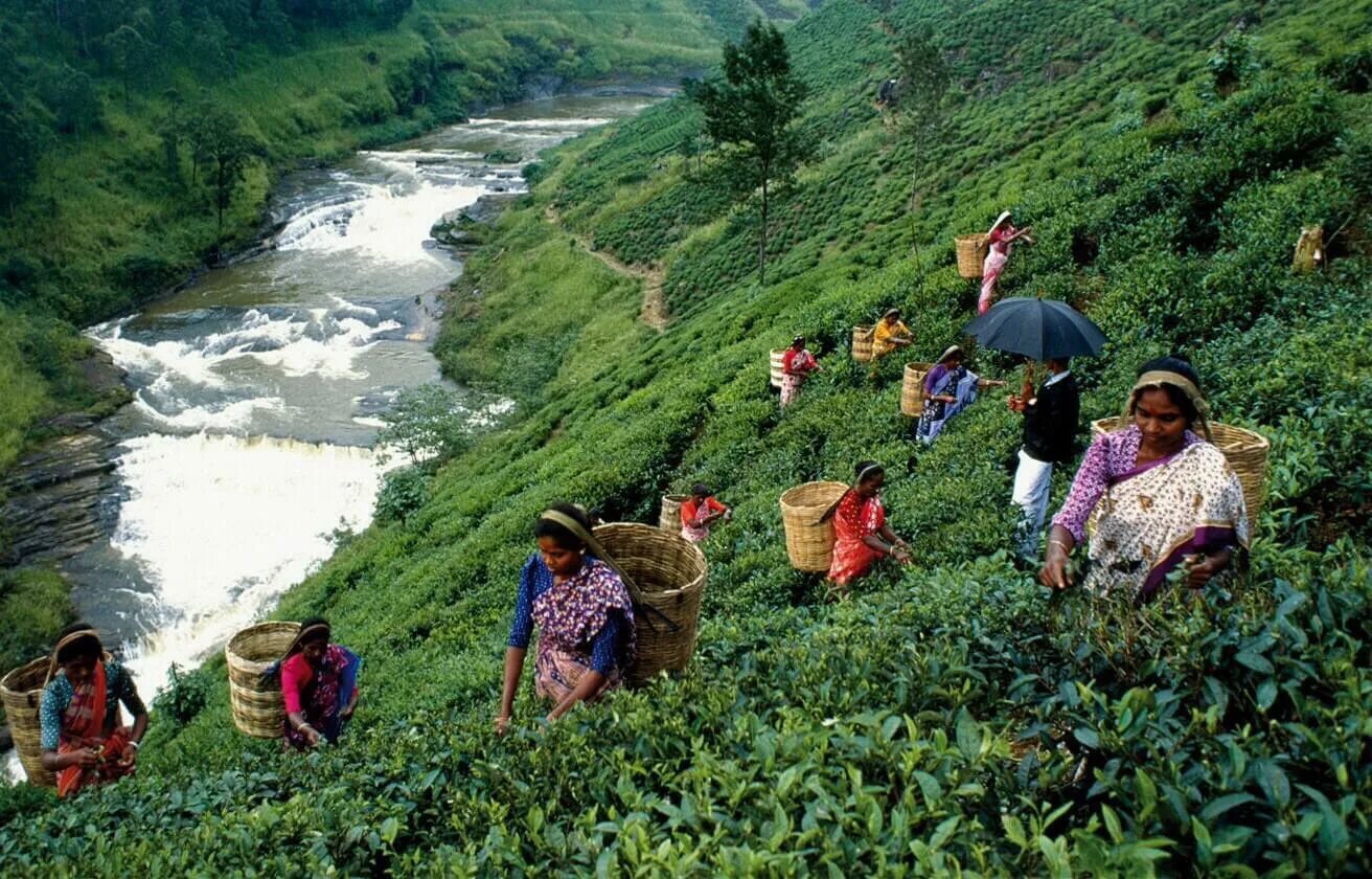 Непал шри ланка. Чайные плантации Шри Ланка экскурсия. Nuwara Eliya Шри Ланка чай. Экскурсия нувороэлия Шри-Ланка. Южная Азия Шри Ланка.