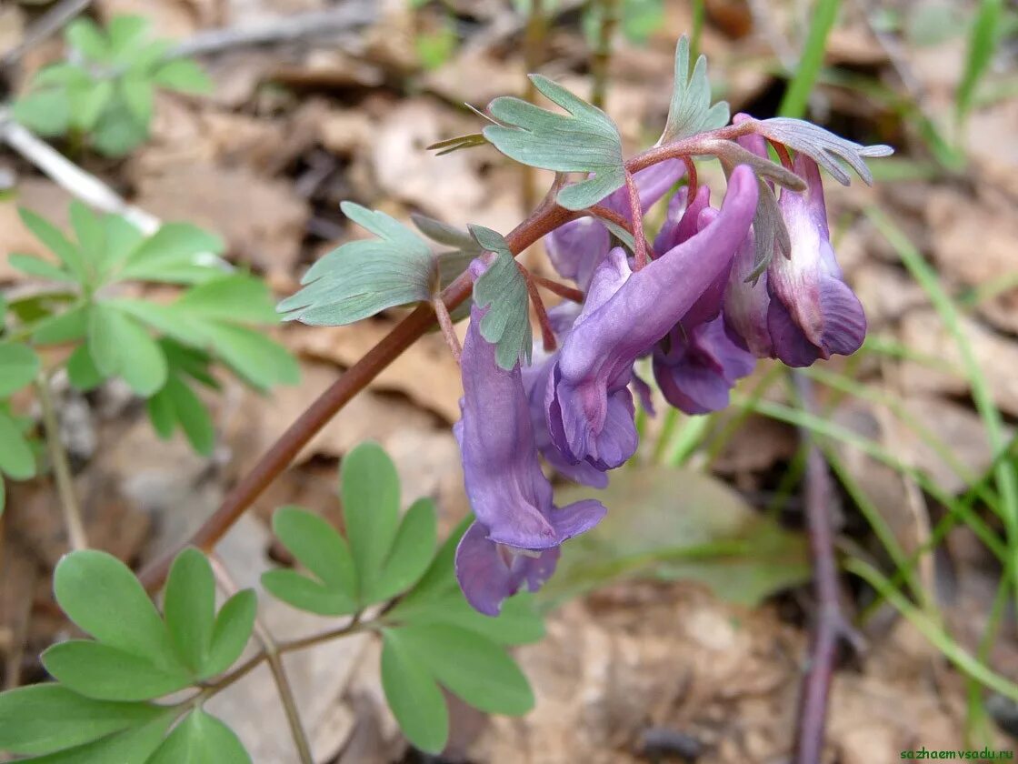 Хохлатка плотная. Хохлатка (Corydalis). Хохлатка Галлера. Хохлатка Галлера цветок.