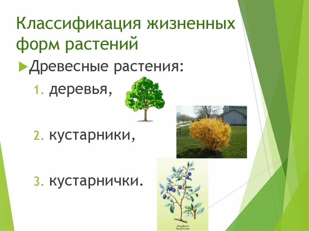 Классификация жизненных форм. Жизненные формы цветковых растений. Древесные формы растений. Жизненные формы растений деревья.