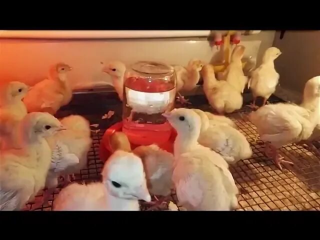 Бройлерный индюк хайбрид. Индюшата в нижегородской. Индюшата в нижегородской. Индюшата белые широкогрудые суточные. Индюшата подрощенные бронза.