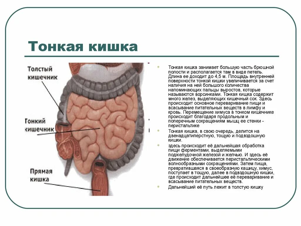 Кишечник особенности и функции. Тонкая кишка отделы строение. Тонкий кишечник анатомия строение кратко. Строение тонкой кишки у человека.