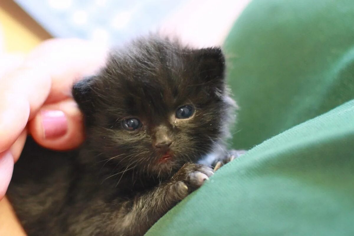 Когда у котят открываются глаза. Маленькие слепые котята. котята с не открытыми глазами. черные котята которые еще не открыли глазки. котята самые маленькие которые только родились.