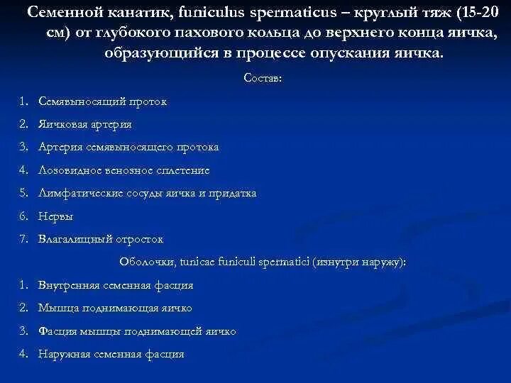 В состав семенного канатика входят. Состав семенного канатика. Семенной канатик строение. Составные элементы семенного канатика.