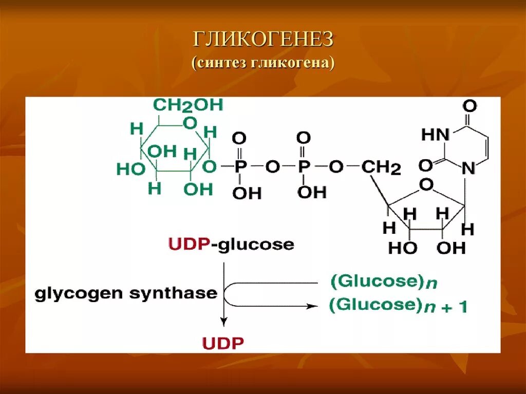 Синтез гликогена гликогенез. Гликогенез биохимия. Гликогенез гликоген в глюкозу. Синтез гликогена биохимия реакции.