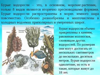 Особенности местообитания бурых водорослей