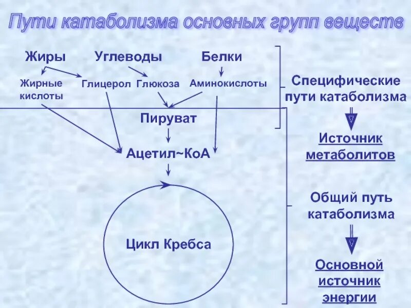 Катаболизм Глюкозы схема. Общий путь катаболизма схема. Общий путь катаболизма веществ. Специфические и Общие пути катаболизма. Ацетил коа пути