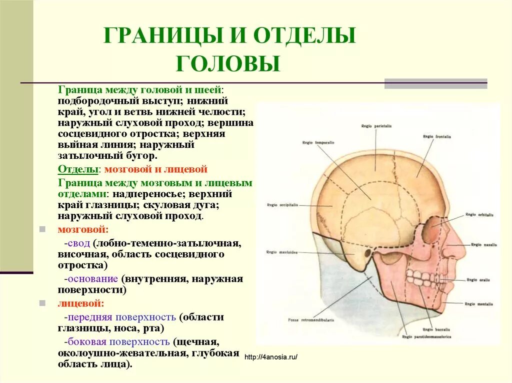 Затылок описание. Мозговой отдел головы топографическая анатомия. Топография лицевого отдела головы анатомия. Области мозгового отдела головы топографическая анатомия. Топография лицевого отдела головы топографическая.