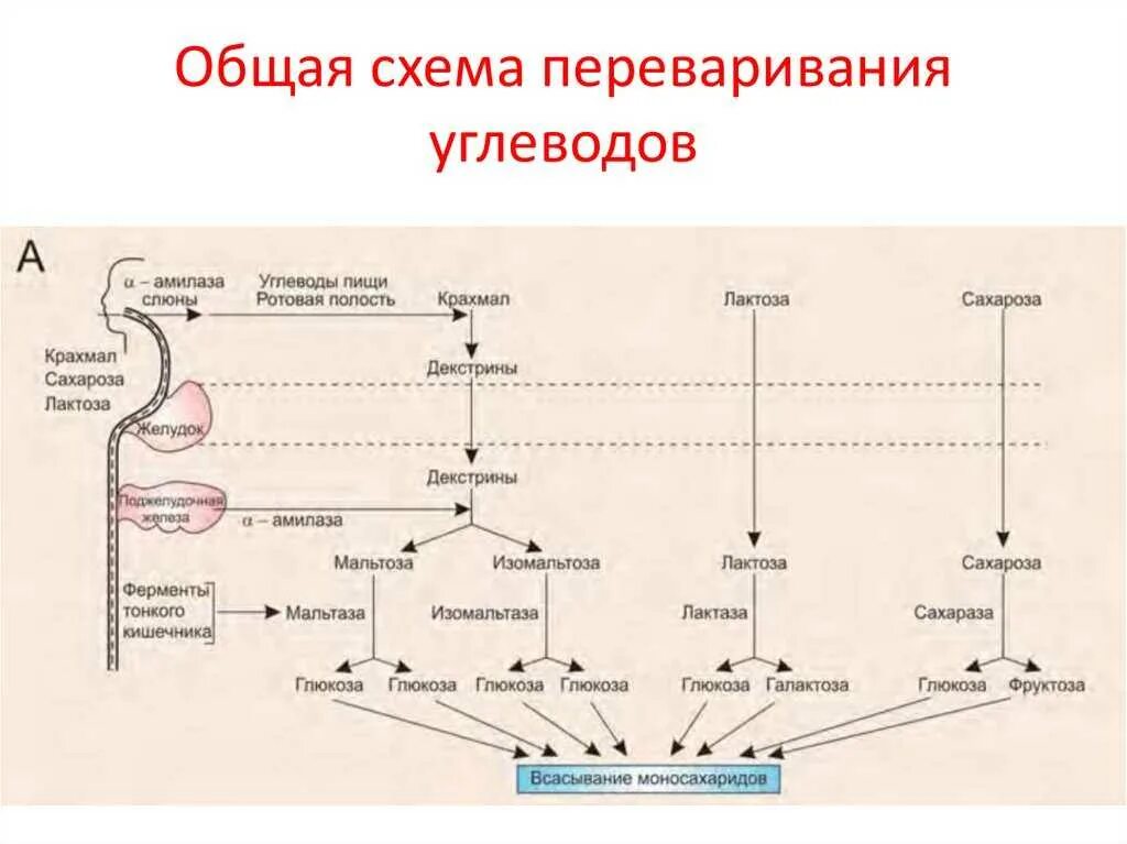 Лактоза усваивается организмом. Общая схема переваривания углеводов в ЖКТ биохимия. Схема расщепления углеводов в пищеварительном тракте. Переваривание белков биохимясхеиа. Всасывание белков жиров углеводов в кишечнике схема.